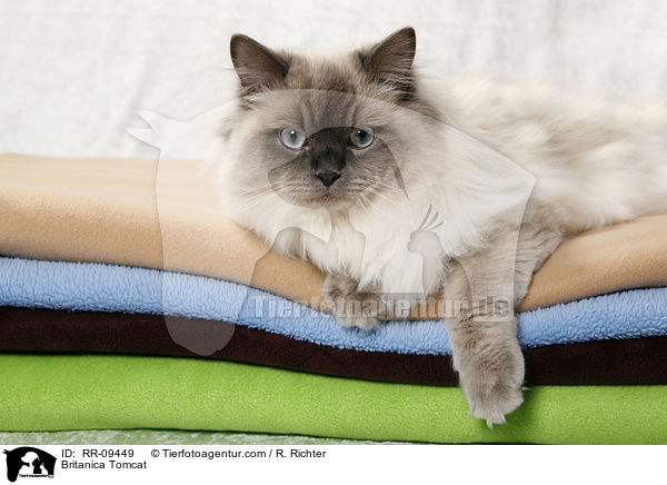 Britisch Langhaar Kater / Britanica Tomcat / RR-09449