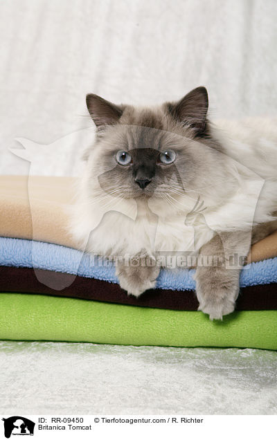 Britisch Langhaar Kater / Britanica Tomcat / RR-09450