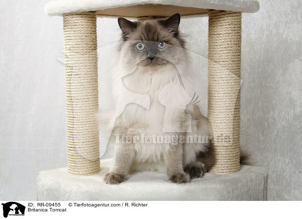 Britisch Langhaar Kater / Britanica Tomcat / RR-09455