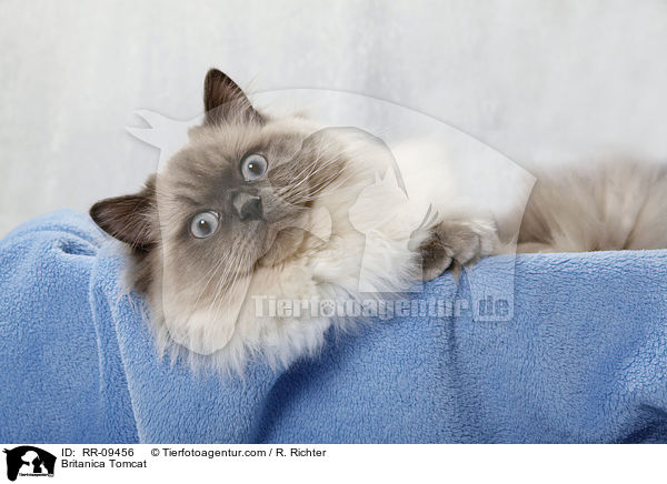 Britisch Langhaar Kater / Britanica Tomcat / RR-09456