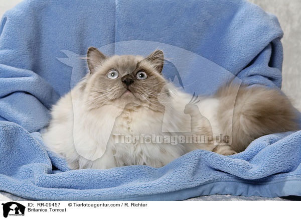 Britisch Langhaar Kater / Britanica Tomcat / RR-09457