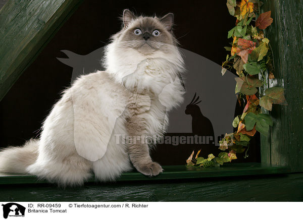 Britisch Langhaar Kater / Britanica Tomcat / RR-09459