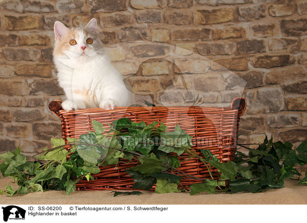 Highlander im Krbchen / Highlander in basket / SS-06200