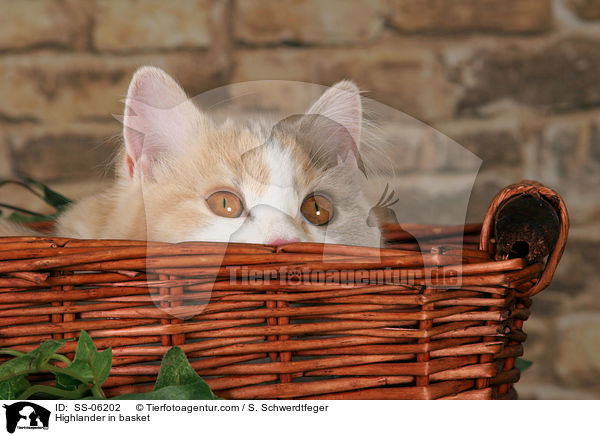 Highlander im Krbchen / Highlander in basket / SS-06202