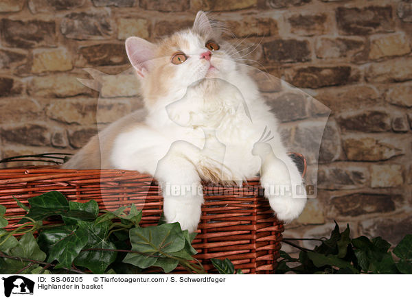 Highlander im Krbchen / Highlander in basket / SS-06205