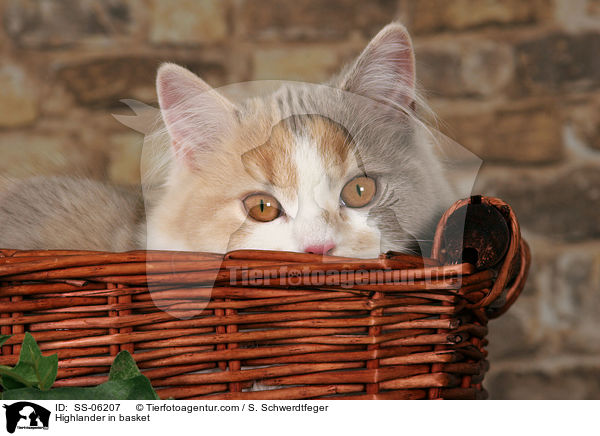 Highlander im Krbchen / Highlander in basket / SS-06207