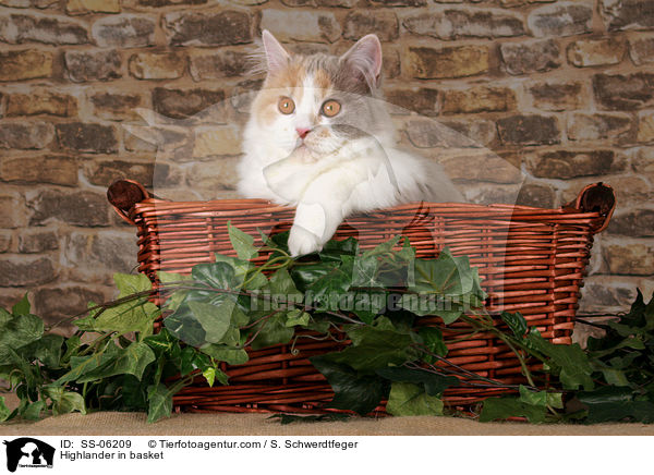 Highlander im Krbchen / Highlander in basket / SS-06209