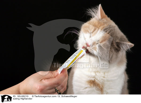 fressende Highlander / eating Highlander / SS-06210