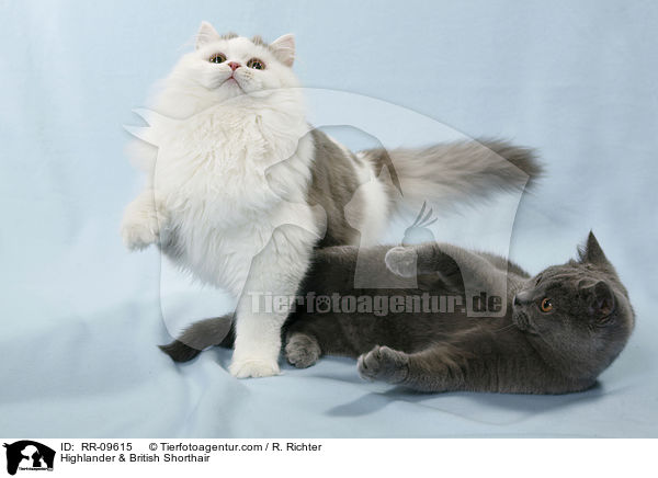 Highlander & Britisch Kurzhaar / Highlander & British Shorthair / RR-09615