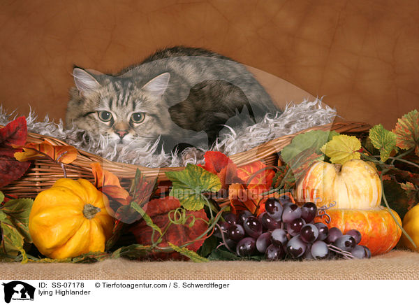 liegende Highlander / lying Highlander / SS-07178
