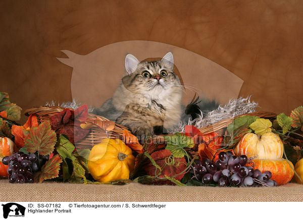 Highlander Portrait / Highlander Portrait / SS-07182