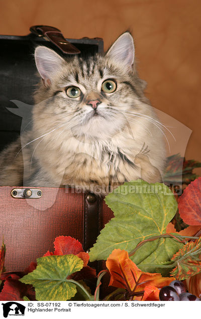 Highlander Portrait / Highlander Portrait / SS-07192