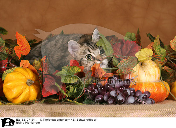 Highlander versteckt sich / hiding Highlander / SS-07194