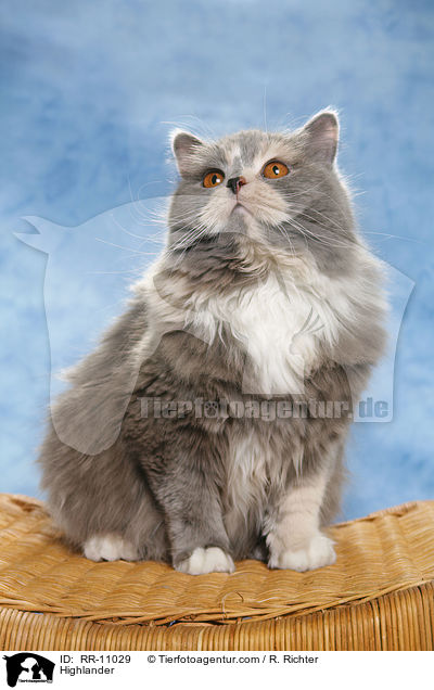 Highlander / Highlander / RR-11029