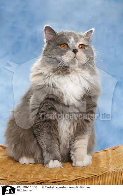 Highlander / Highlander / RR-11030