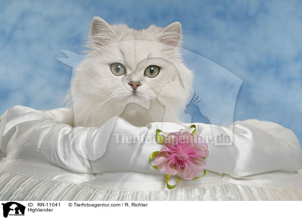 Highlander / Highlander / RR-11041