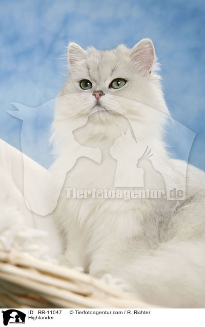 Highlander / Highlander / RR-11047