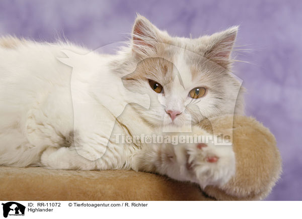 Britisch Langhaar / Highlander / RR-11072