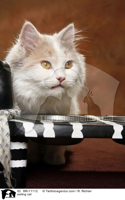eating cat / RR-11112