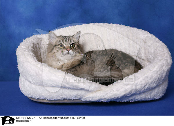 Britisch Langhaar / Highlander / RR-12027