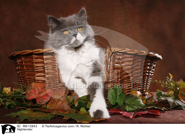 Highlander / Highlander / RR-13843