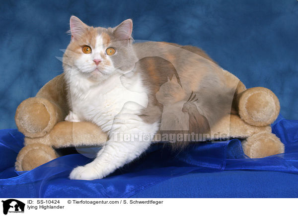 liegender Highlander / lying Highlander / SS-10424