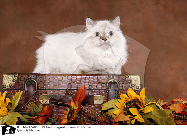 liegende Highlander / lying Highlander / RR-17485