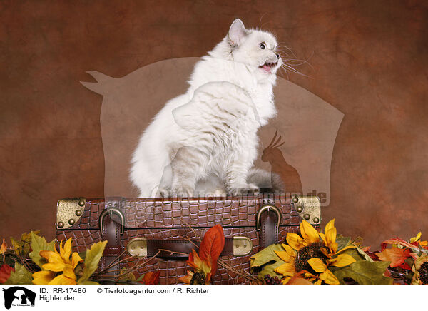 Britisch Langhaar / Highlander / RR-17486