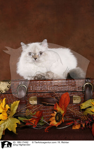 liegende Highlander / lying Highlander / RR-17492