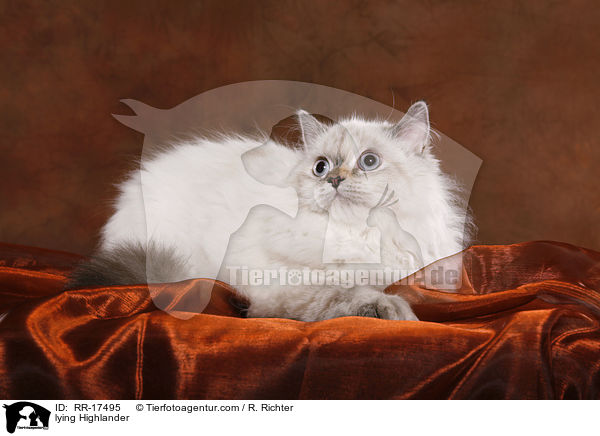 liegende Highlander / lying Highlander / RR-17495