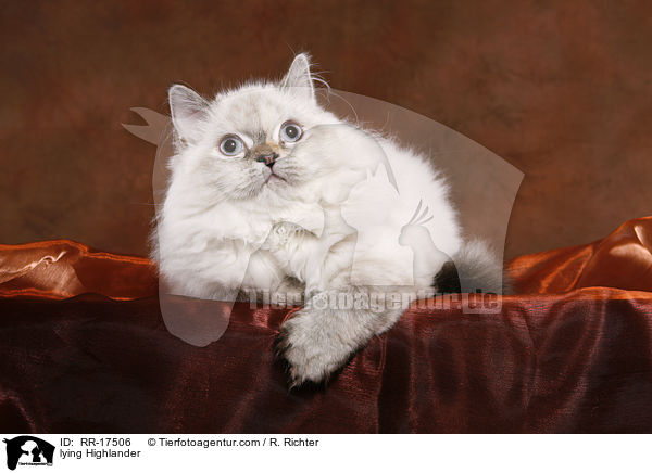 liegende Highlander / lying Highlander / RR-17506
