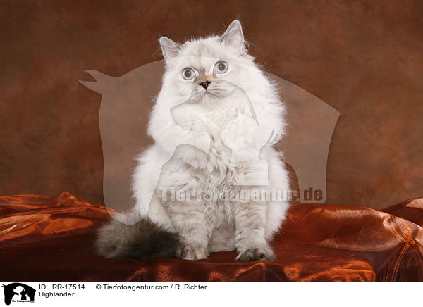 Britisch Langhaar / Highlander / RR-17514