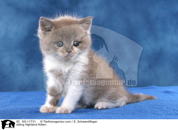 sitzendes Highlander Ktzchen / sitting Highland Kitten / SS-11731