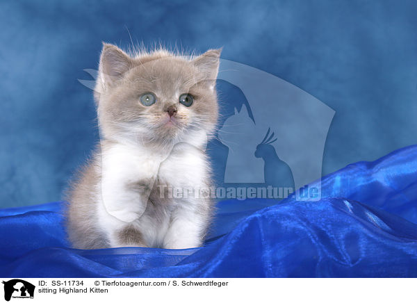 sitzendes Highlander Ktzchen / sitting Highland Kitten / SS-11734