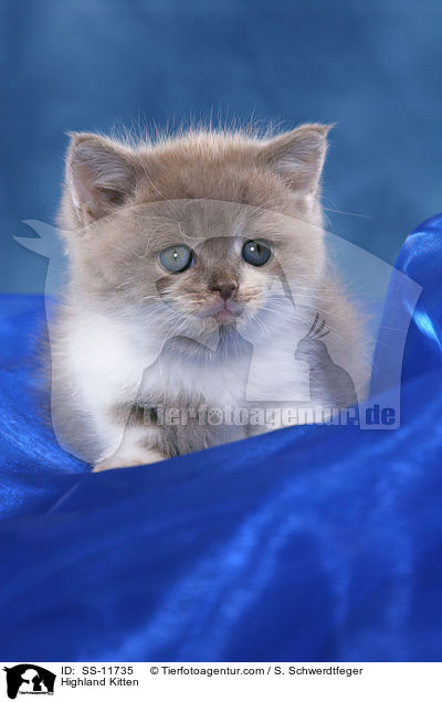 Highlander Ktzchen / Highland Kitten / SS-11735