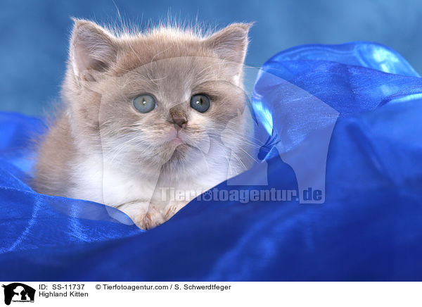Highlander Ktzchen / Highland Kitten / SS-11737