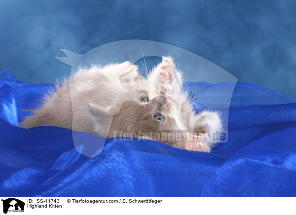 Highlander Ktzchen / Highland Kitten / SS-11743