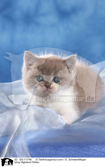 liegendes Highlander Ktzchen / lying Highland Kitten / SS-11746