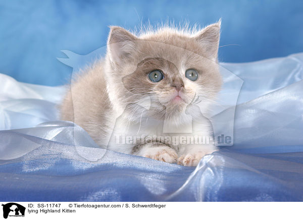 liegendes Highlander Ktzchen / lying Highland Kitten / SS-11747
