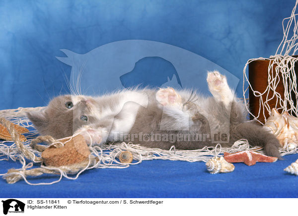 Highlander Ktzchen / Highlander Kitten / SS-11841