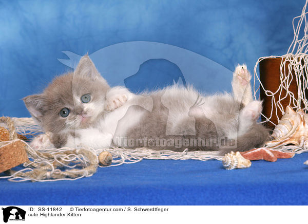 cute Highlander Kitten / SS-11842