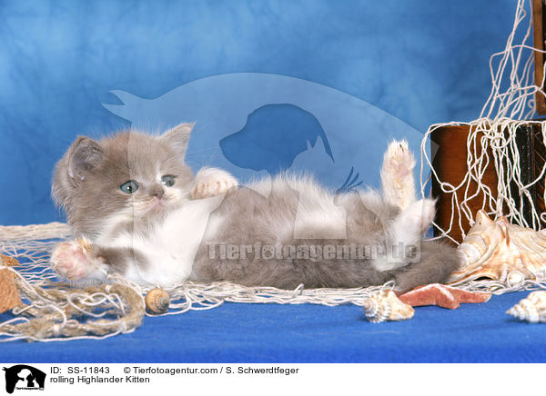 rolling Highlander Kitten / SS-11843