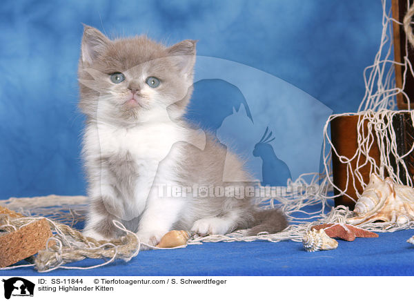 sitting Highlander Kitten / SS-11844