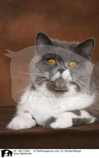 liegende Highlander / lying Highlander / SS-11854