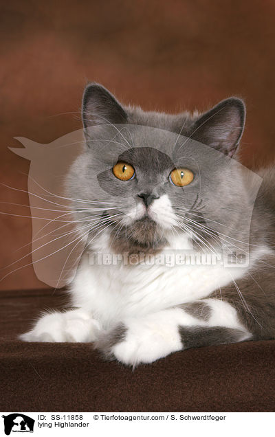 liegende Highlander / lying Highlander / SS-11858