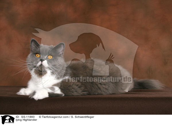 liegende Highlander / lying Highlander / SS-11860