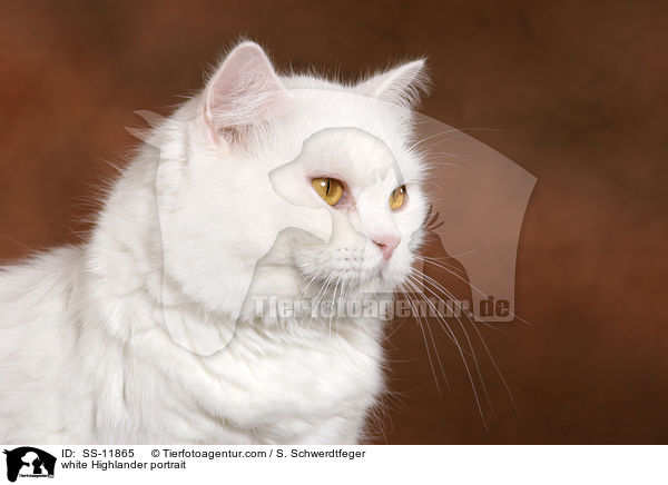 weiße Highlander im Portrait / white Highlander portrait / SS-11865
