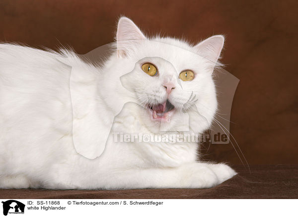 weie Highlander / white Highlander / SS-11868