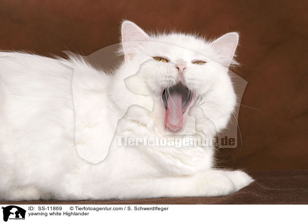 ghnende weie Highlander / yawning white Highlander / SS-11869