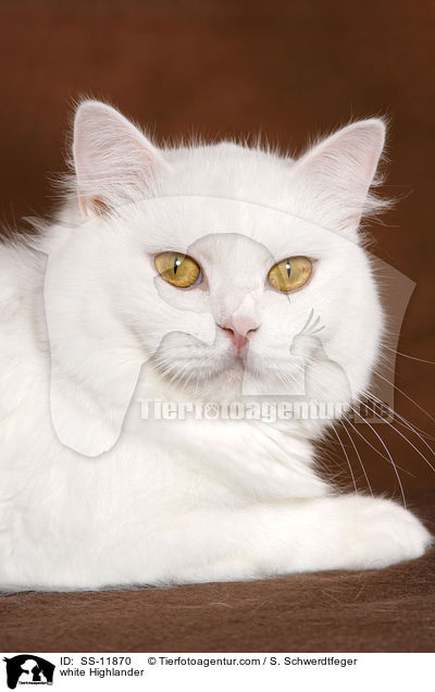 weie Highlander / white Highlander / SS-11870